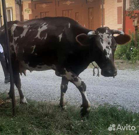 Корова дойная