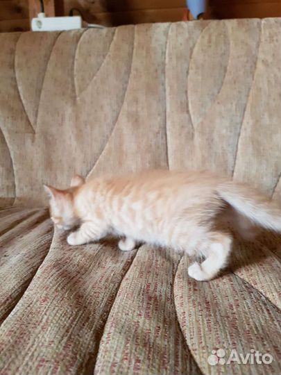 Сладкие масечки ждут маму