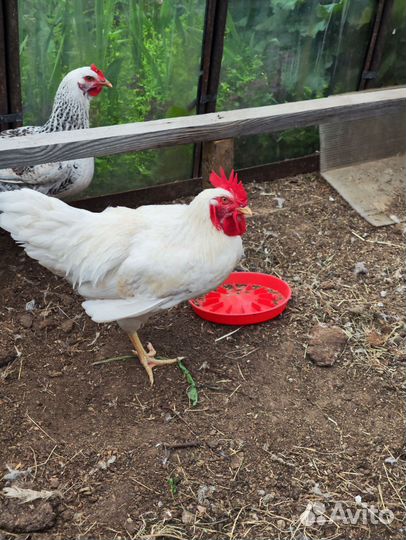Молодые петухи