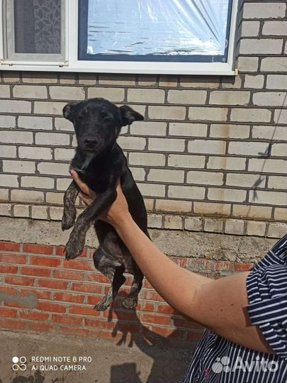 Щенок девочка