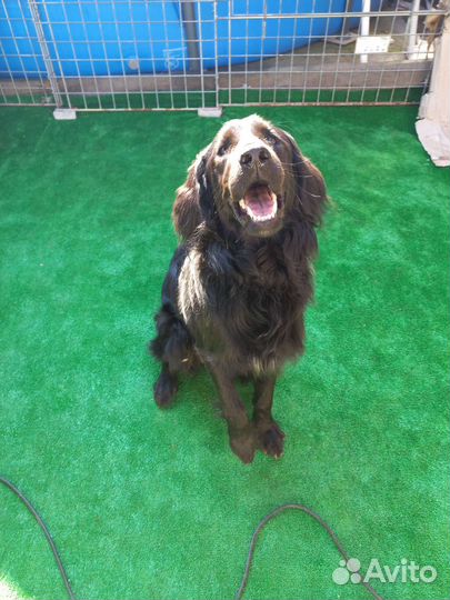 Найдена собака