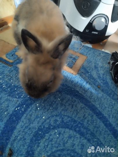 Декоративные карликовые кролики