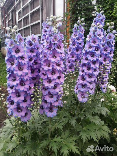 Дельфиниум новозеландский (семена)