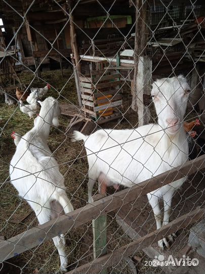 Зааненские козы дойные