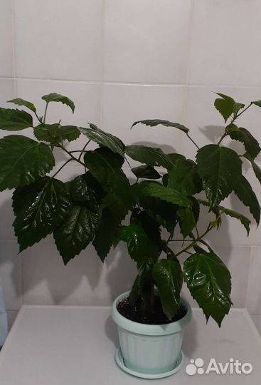Сортовые гибискусы