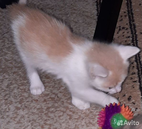 Котенок в добрые руки