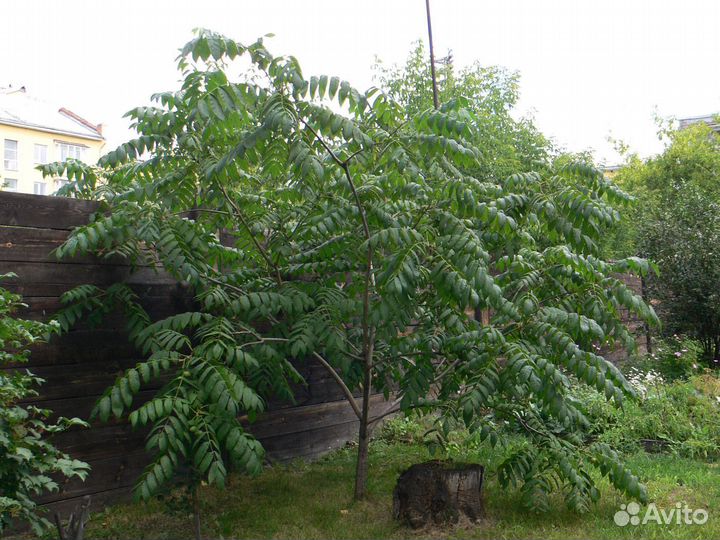 Маньчжурский орех