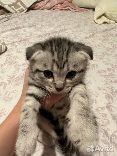 Котята Вислоухие