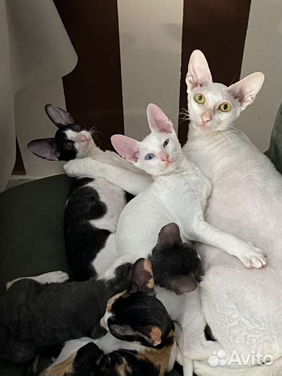 Котята корниш-рекс