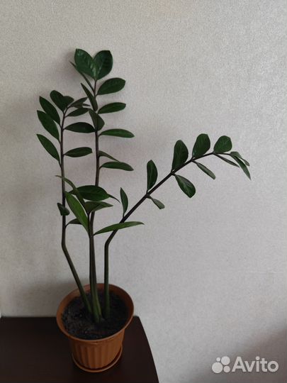 Замиокулькас цветок комнатный