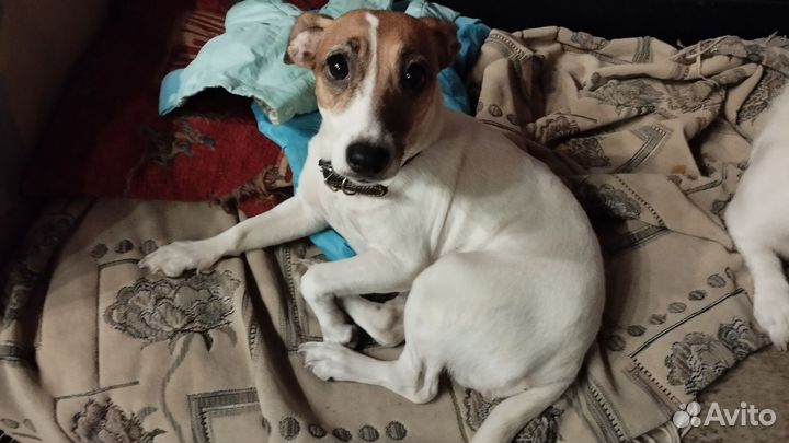 Джек Рассел терьер