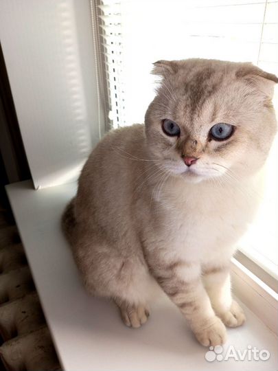 Шотландский кот вязка