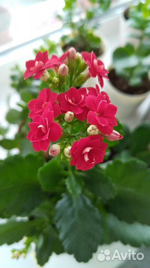 Комнатные цветы Каланхоэ