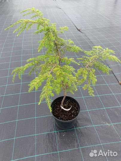 Тсуга канадская