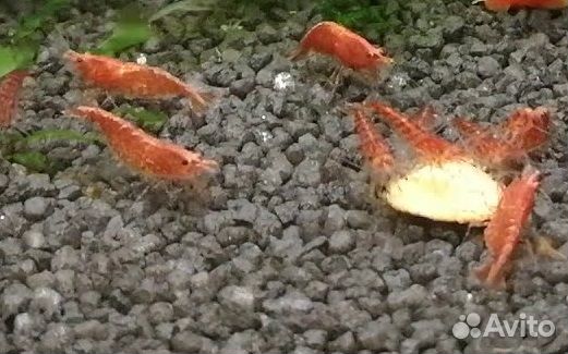 Аквариумные креветки синие, жёлтые, красные