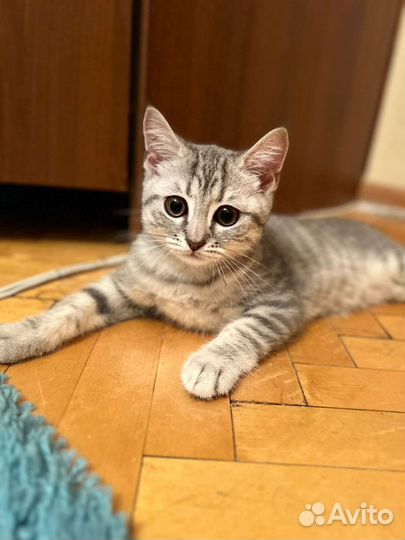 Британский котёнок