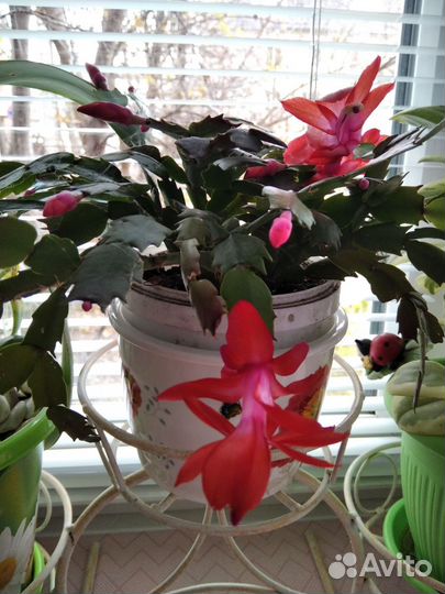 Декабрист шлюмбергера