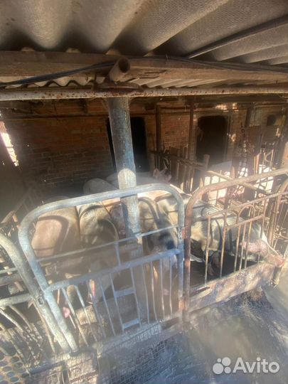 Меняю на зерно