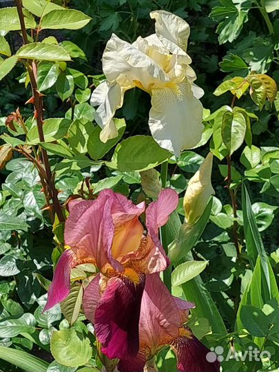 Ирисы бородатые