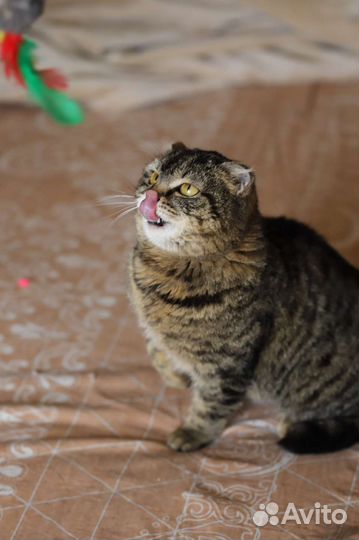 Кошечка в добрые руки