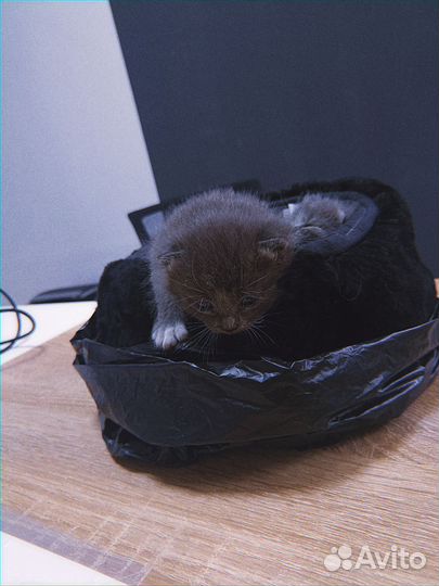 Котята пдкидыши