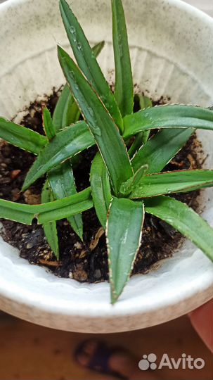 Агава королева Виктория Agave victoriae-reginae