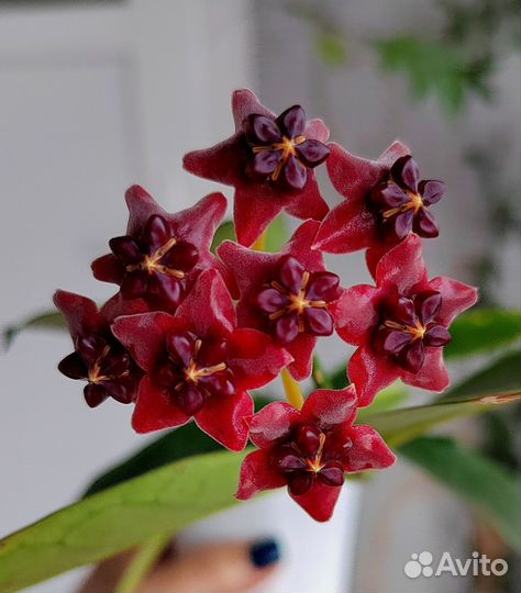 Hoya lobbii Black
