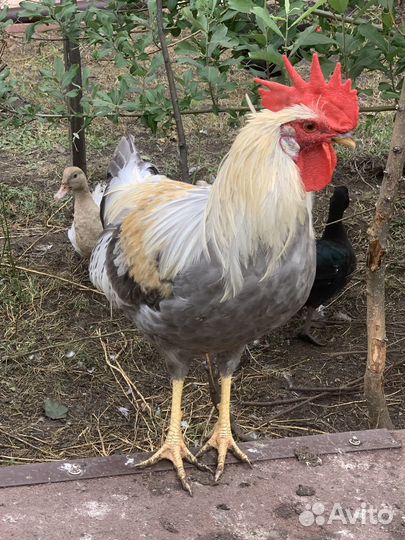 Петух на племя леггорн изабелла