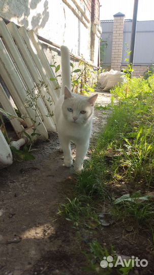 Кошка в дар бесплатно