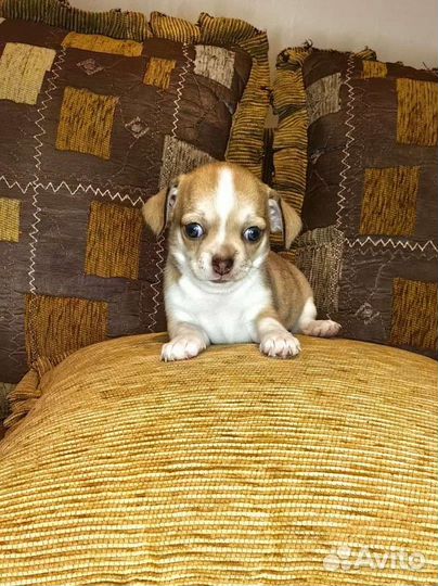 Щенки чихуахуа