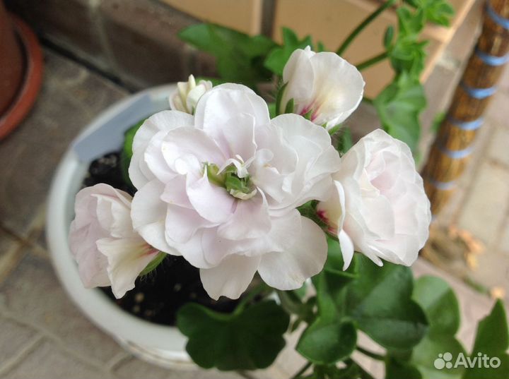 Пеларгония