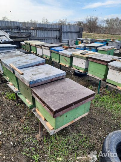 Пчелы бакфаст