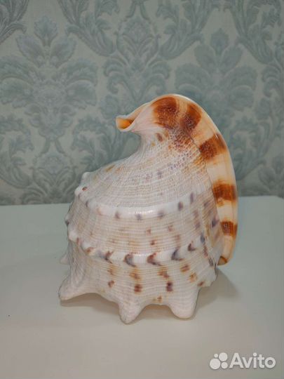 Ракушка морская большая