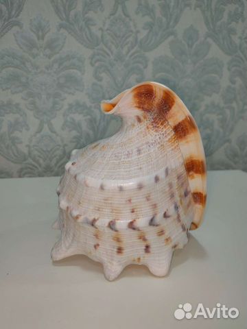 Ракушка морская большая