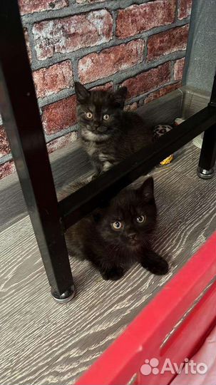 Британские котята