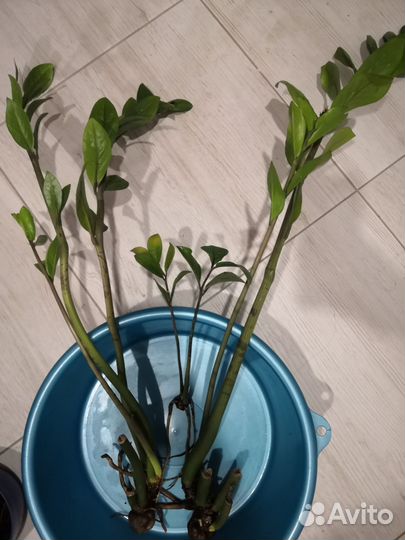 Замиокулькас