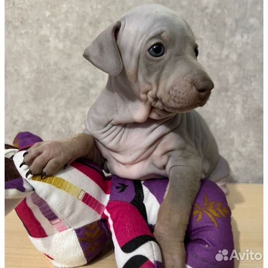 Щенки голопопы