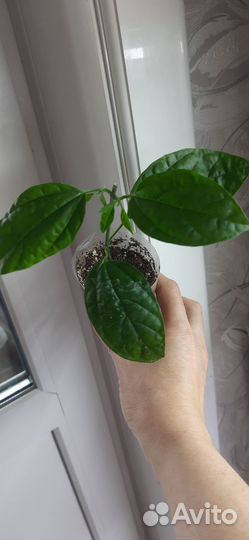 Клеродендрум Томпсон