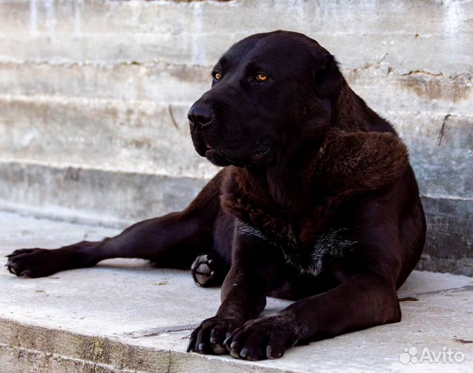 Щенки сао алабай