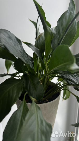 Спатифиллум