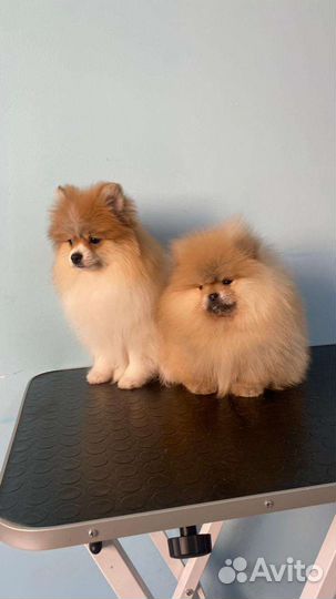 Щенки шпица