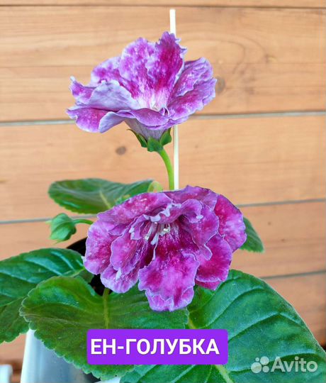 Цветущие сортовые глоксиньи