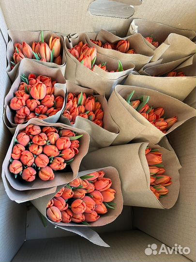 Тюльпаны оптом