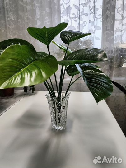 Интерьерные цветы