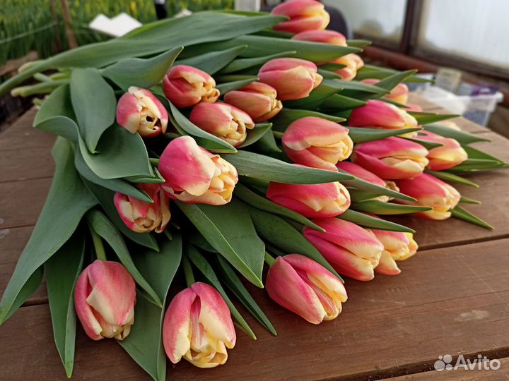 Луковицы тюльпанов после выгонки