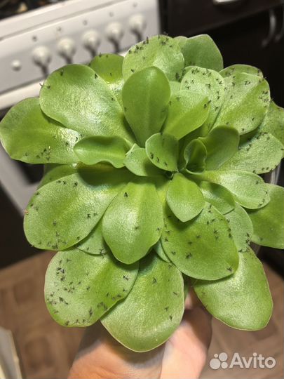 Росянкатоkaiensis