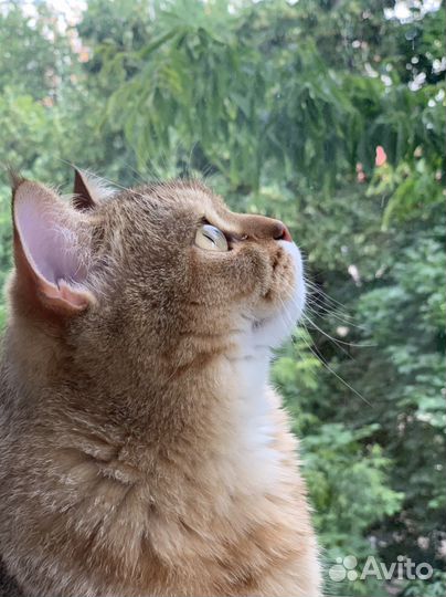 Кот золотой британец в семью без детей и животных