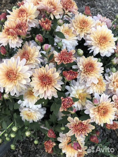 Хризантема