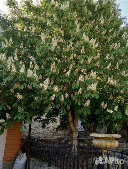 Каштан конский