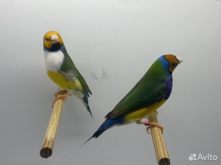 Амадины Гульда